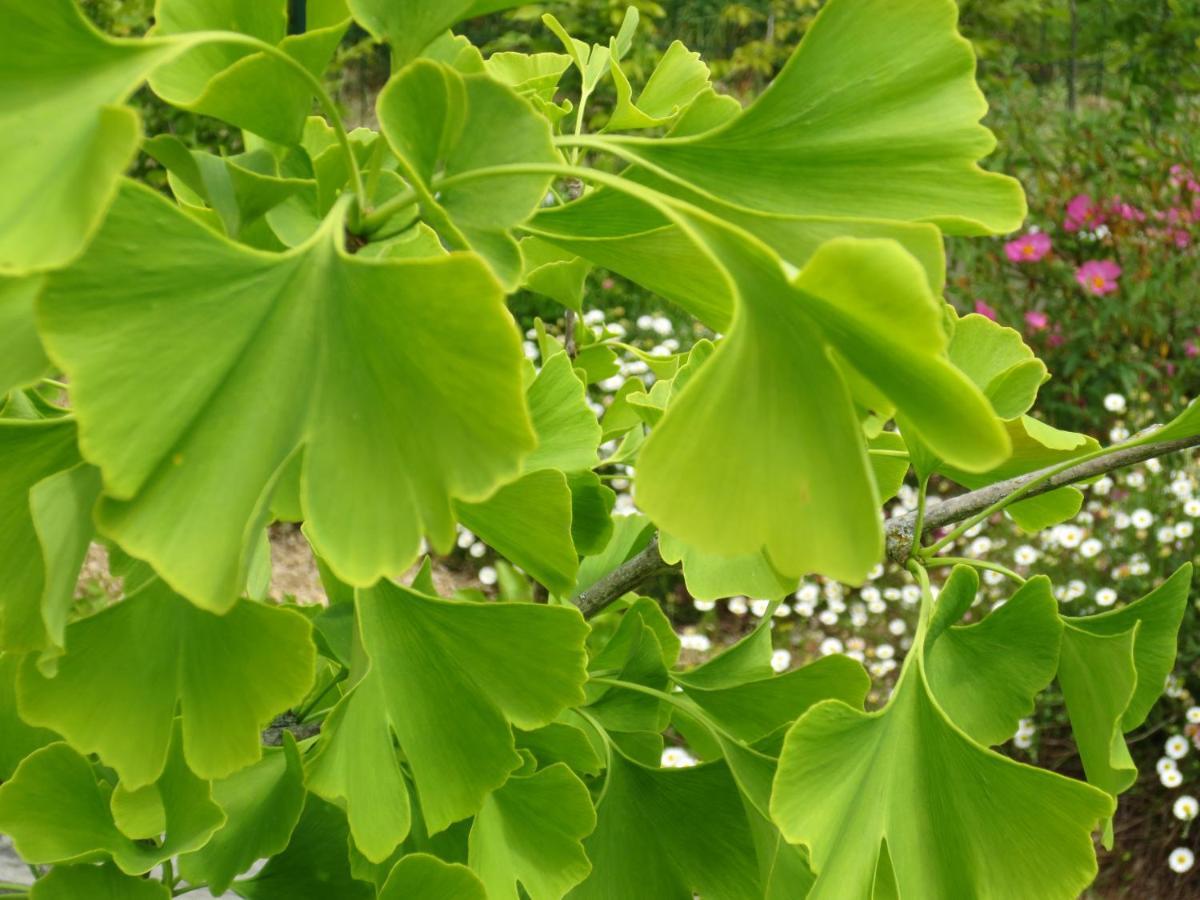 Twin Ginkgo Willa Giverny Zewnętrze zdjęcie