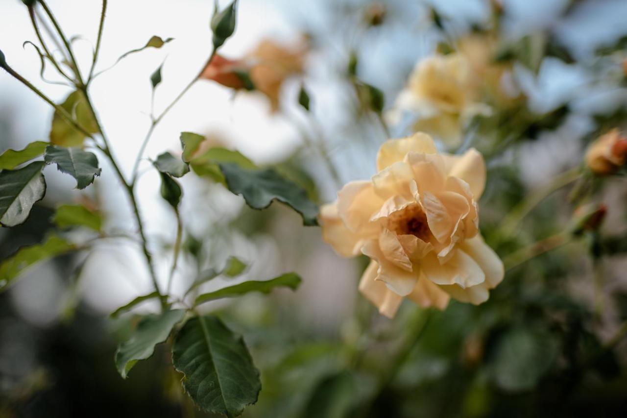 Twin Ginkgo Willa Giverny Zewnętrze zdjęcie